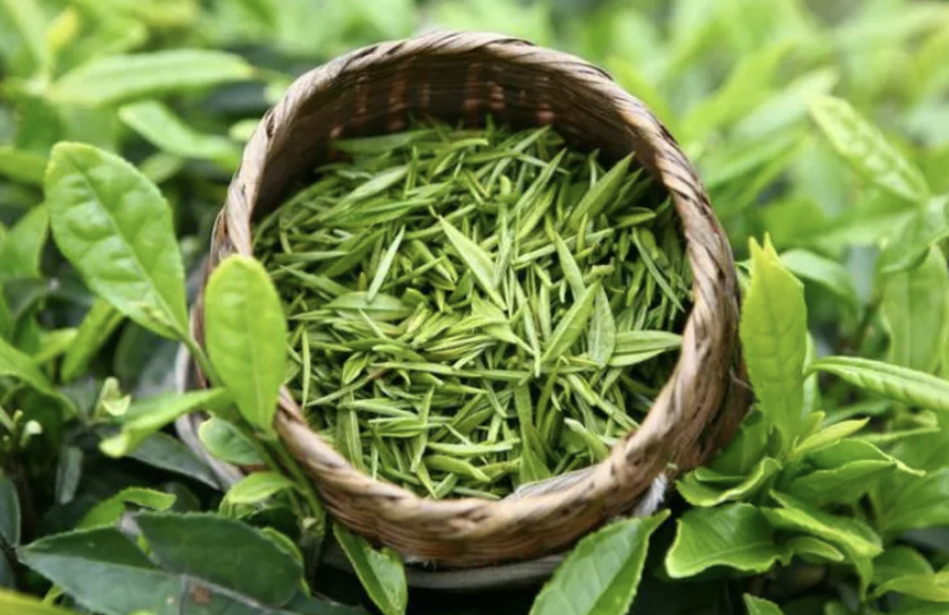 Fresh organic green tea leaves